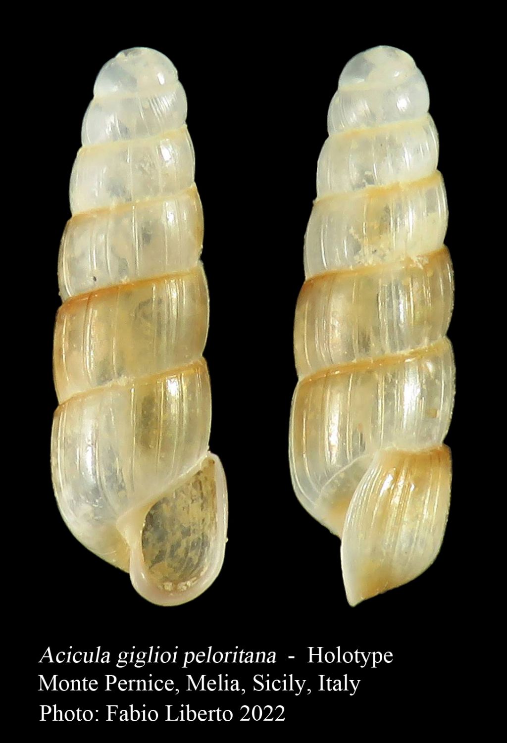 Acicula giglioi n. sp.